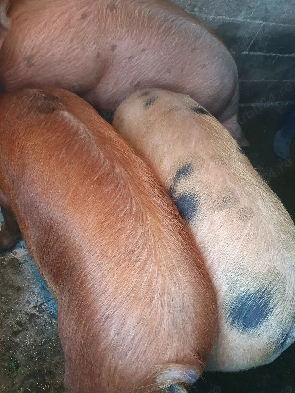 Vand 4 porci. 2 de 180-200kg, 2 de 110-130kg. Crescuti in gospodarie proprie Vand 4 porci. 2 de 180-200kg, 2 de 110-130kg. Crescuti in gospodarie proprie