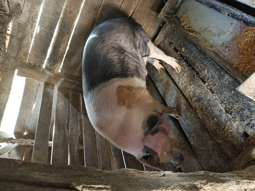 Vând porc Vând porc