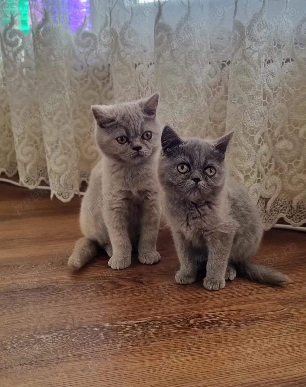 Vând pui British Shorthair 