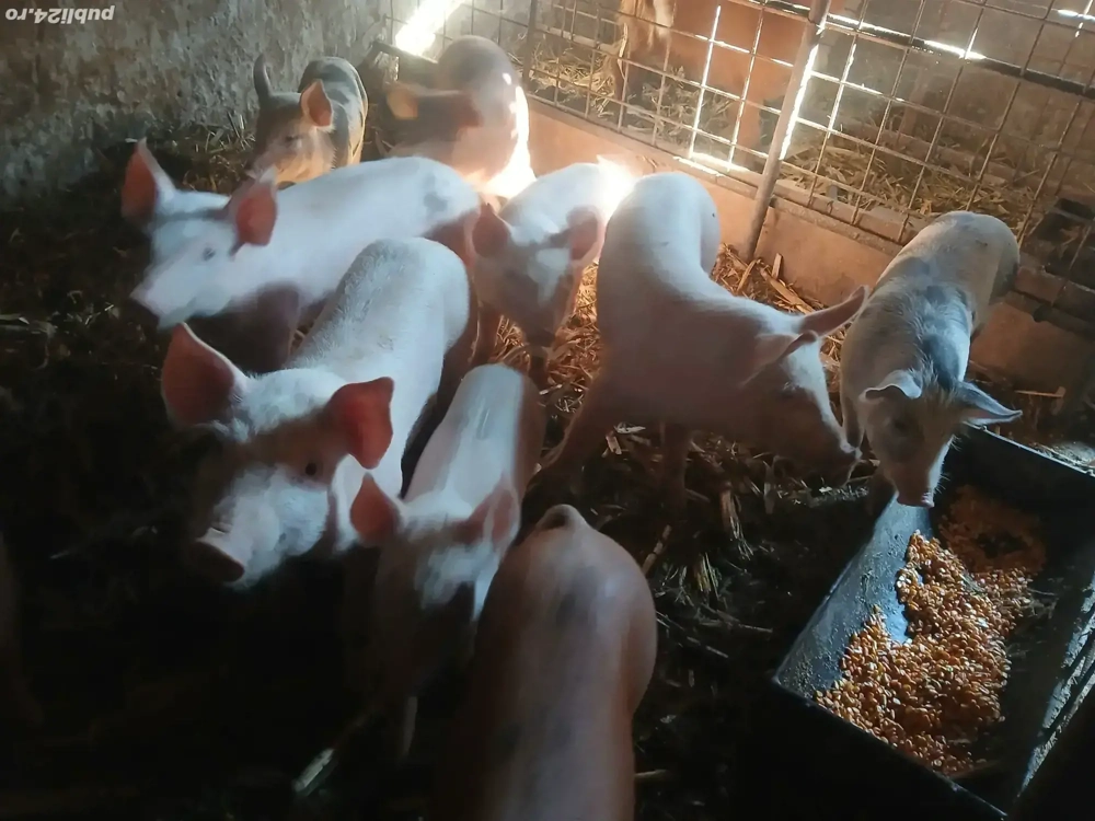 Vând purcei ! Vând purcei !