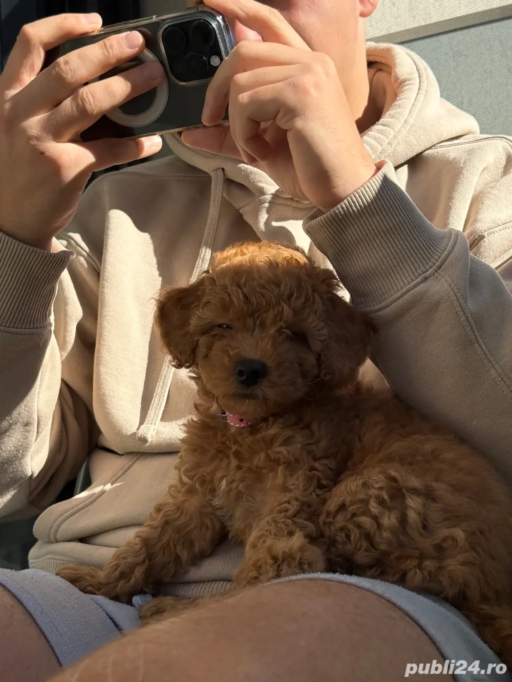 poodle fetita 10 sapt 