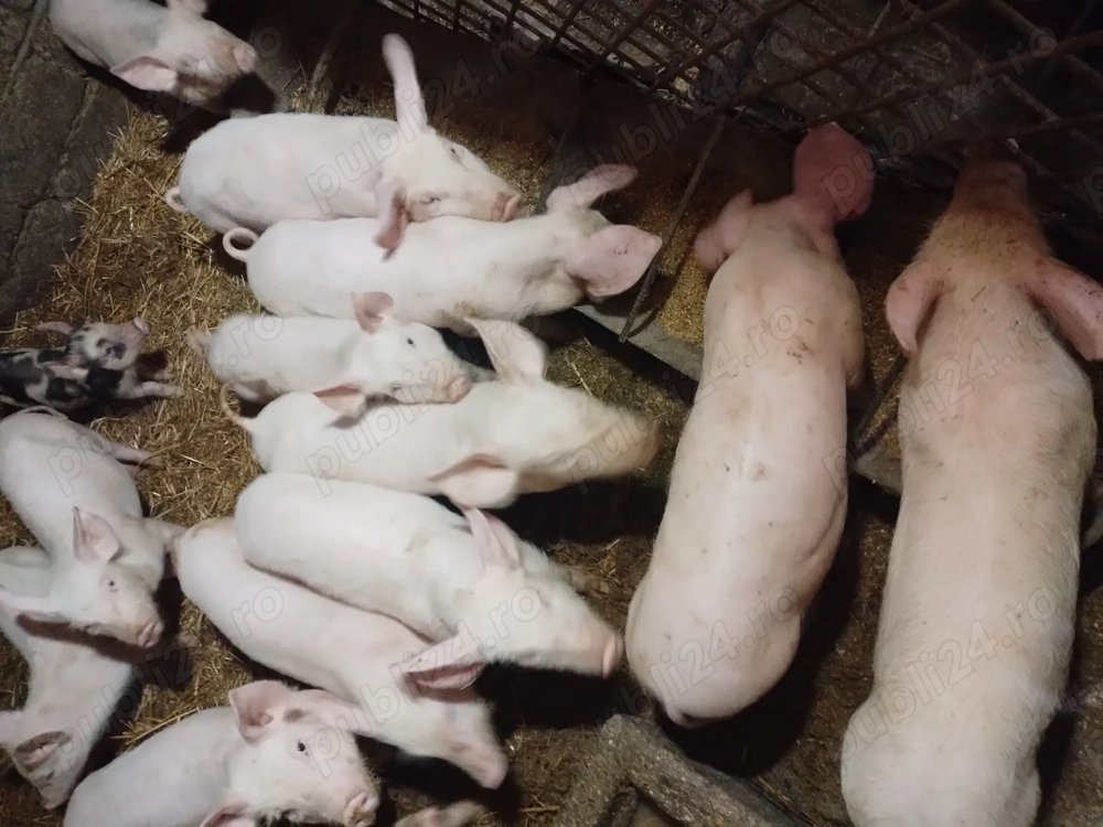 Vand purcei romanesti