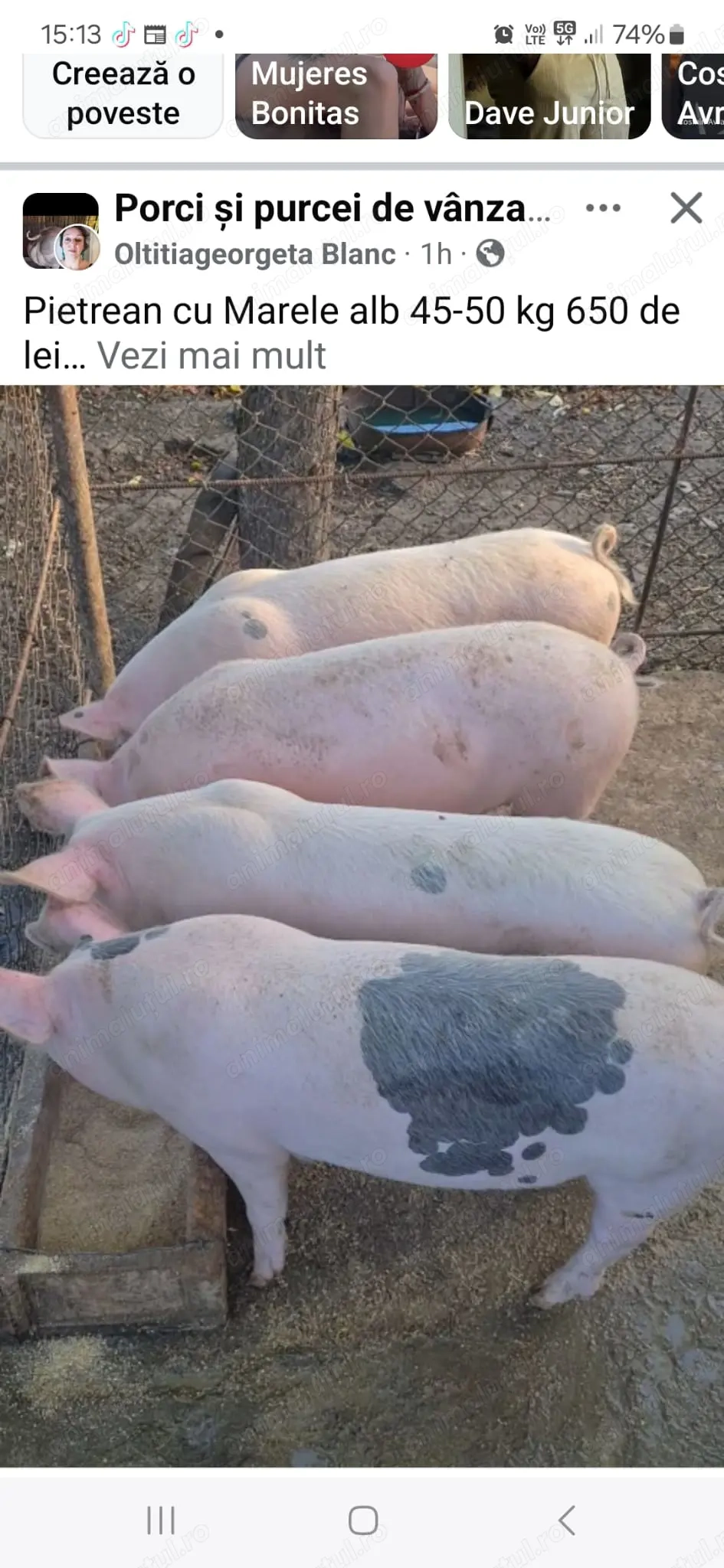 Porci rasa Pietran cu Marele alb  Porci rasa Pietran cu Marele alb