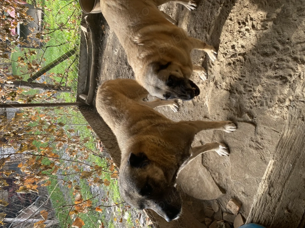 Kangali de vanzare Kangali de vanzare