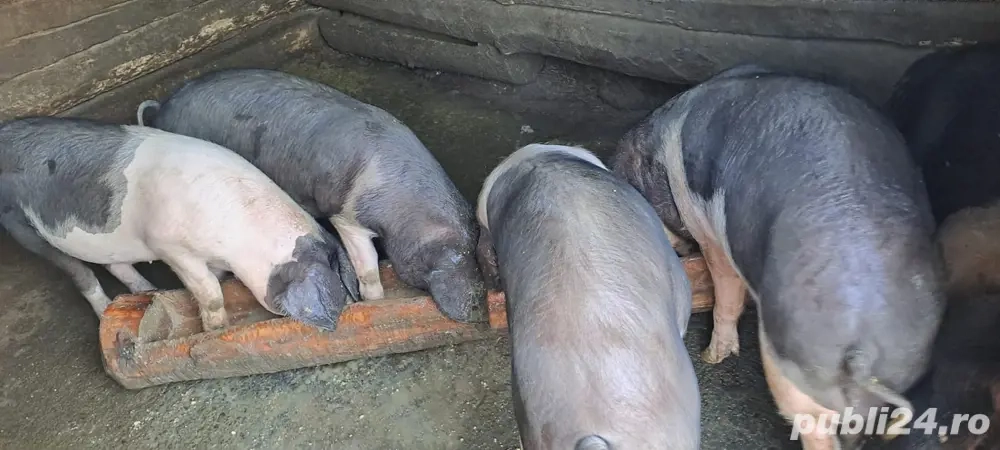 porci de vanzare porci de vanzare