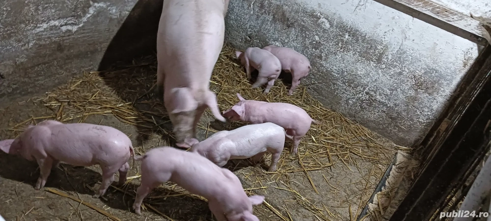 Purcei disponibili Purcei disponibili