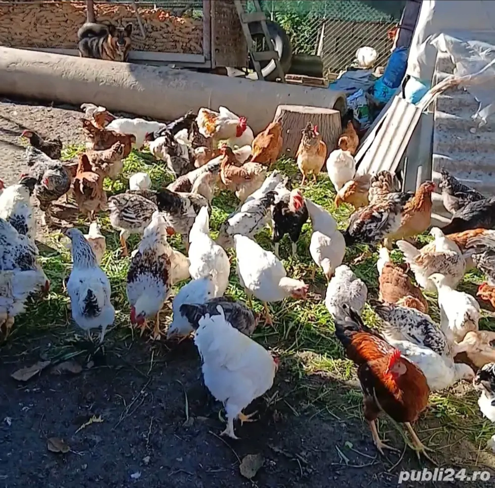 Vînd găini, puicute si cocoșii 