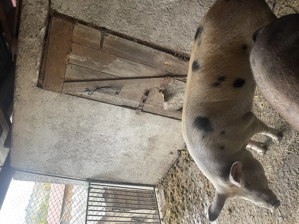 Porc de vânzare   130-150 kg, hrănit cu cereale