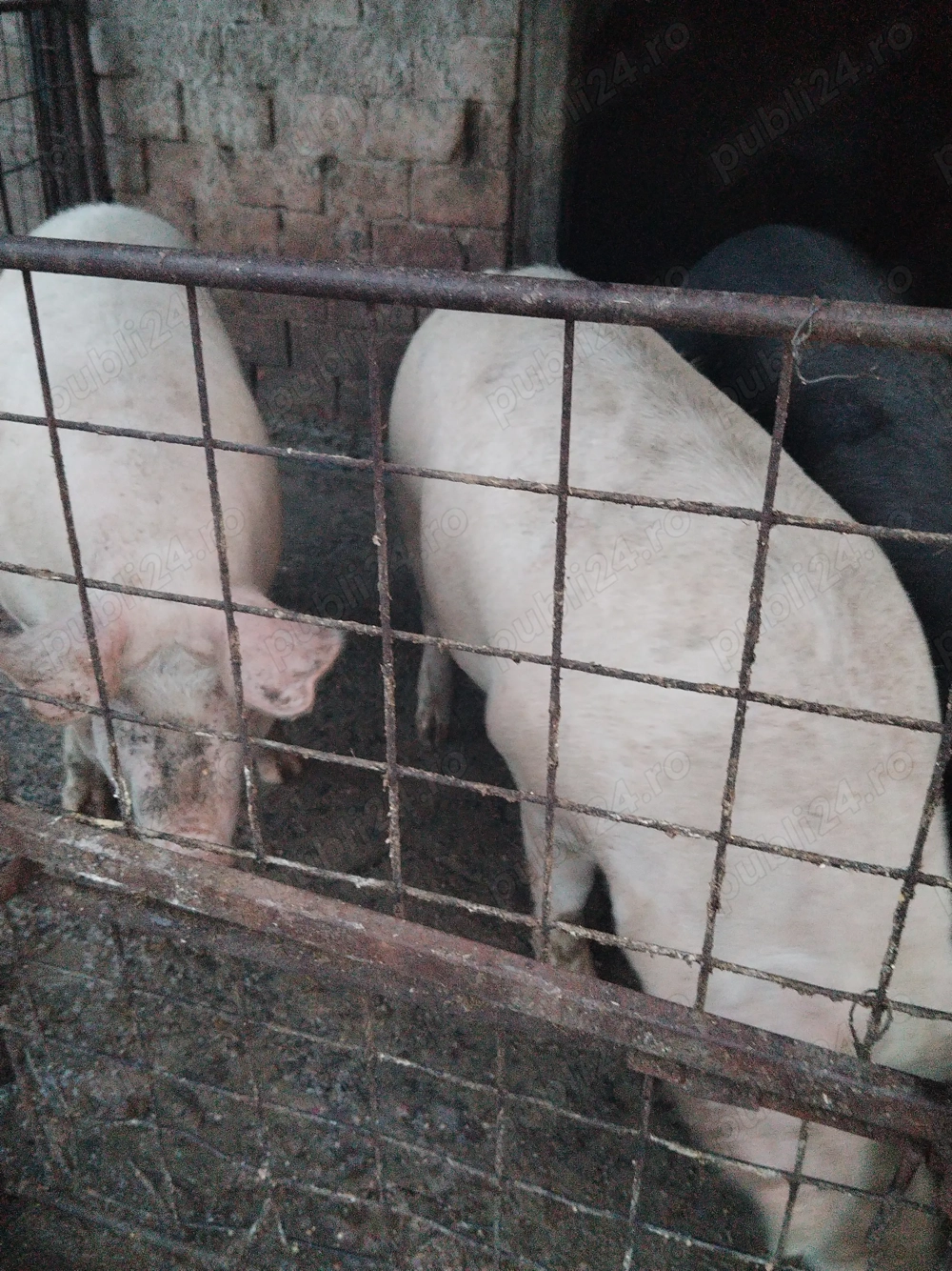 Porci de diferite mărimi de vânzare crescuți naturalral fara zer sau concentrate se