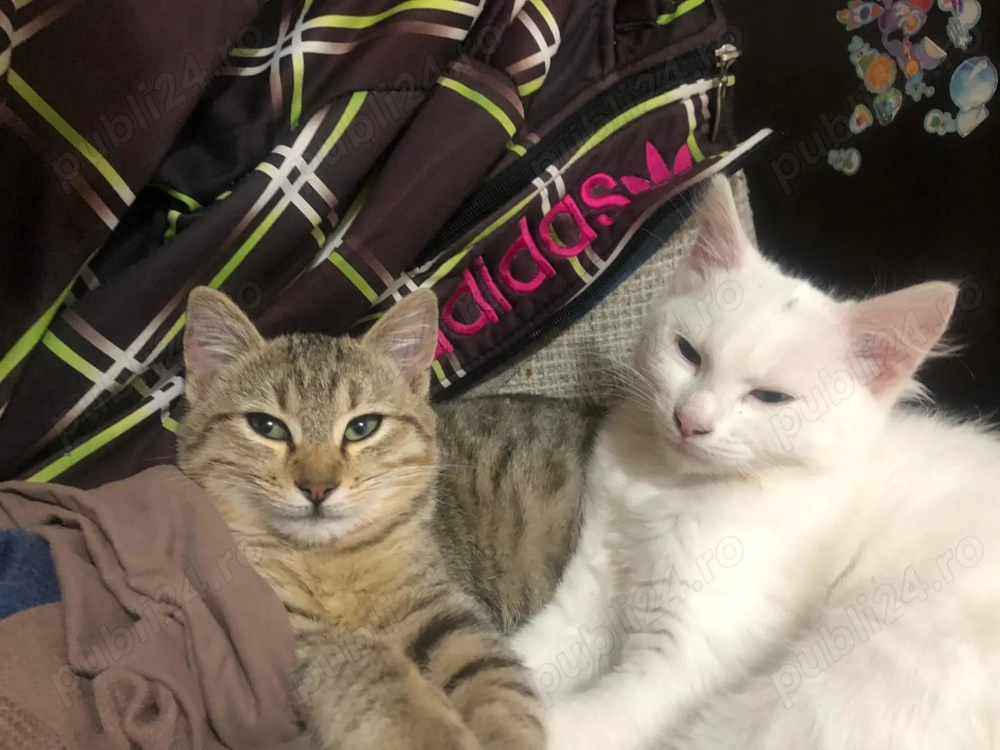 Pisicuti spre adoptie zona Crevedia Buftea