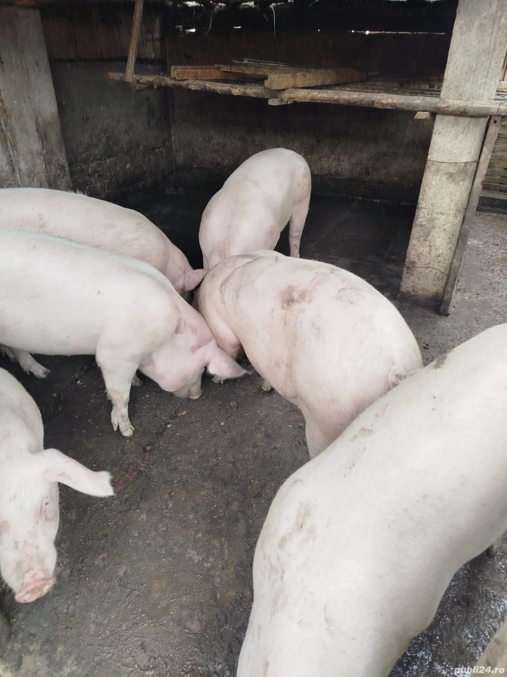 Vand porci Landrace Vand porci Landrace