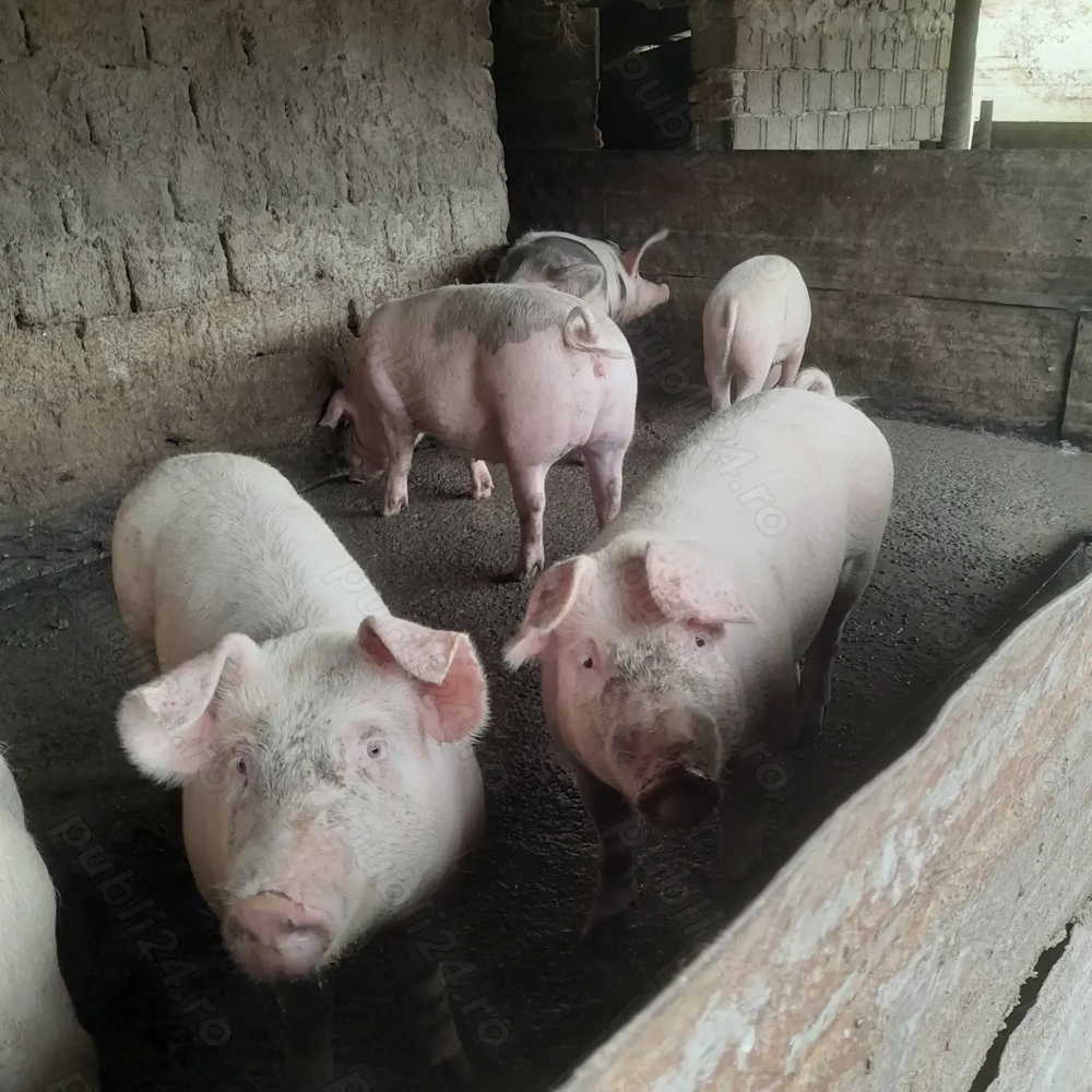 Porci de tara  Porci de tara