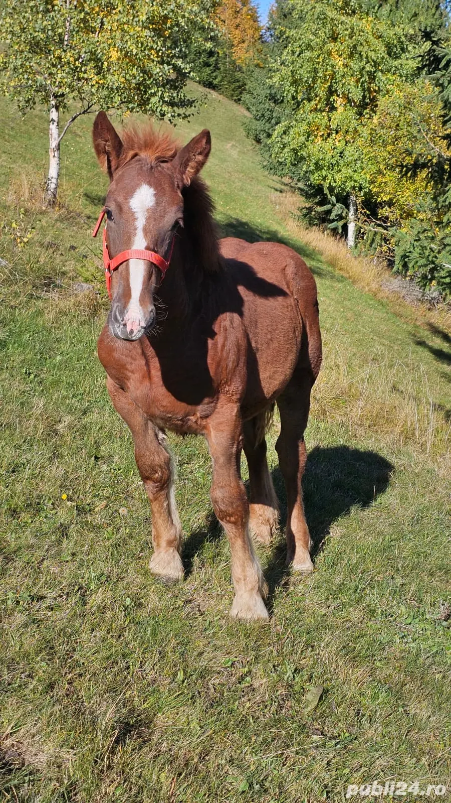 Vand manz de 5 luni  Vand manz de 5 luni