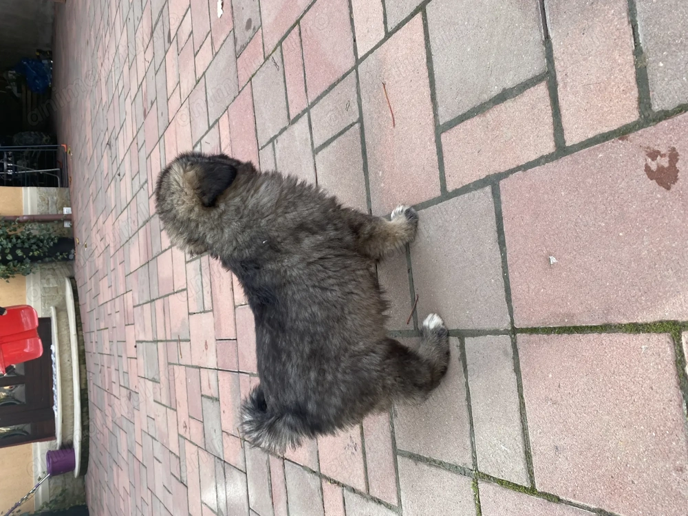 De vânzare Ciobănesc mioritic