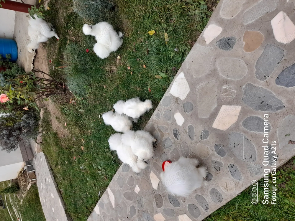 Vand doua perechi matase japoneza