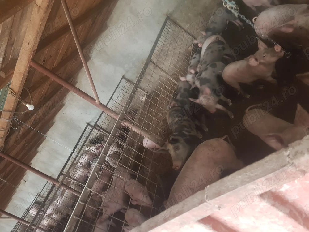 Porci de  vanzare  Porci de  vanzare