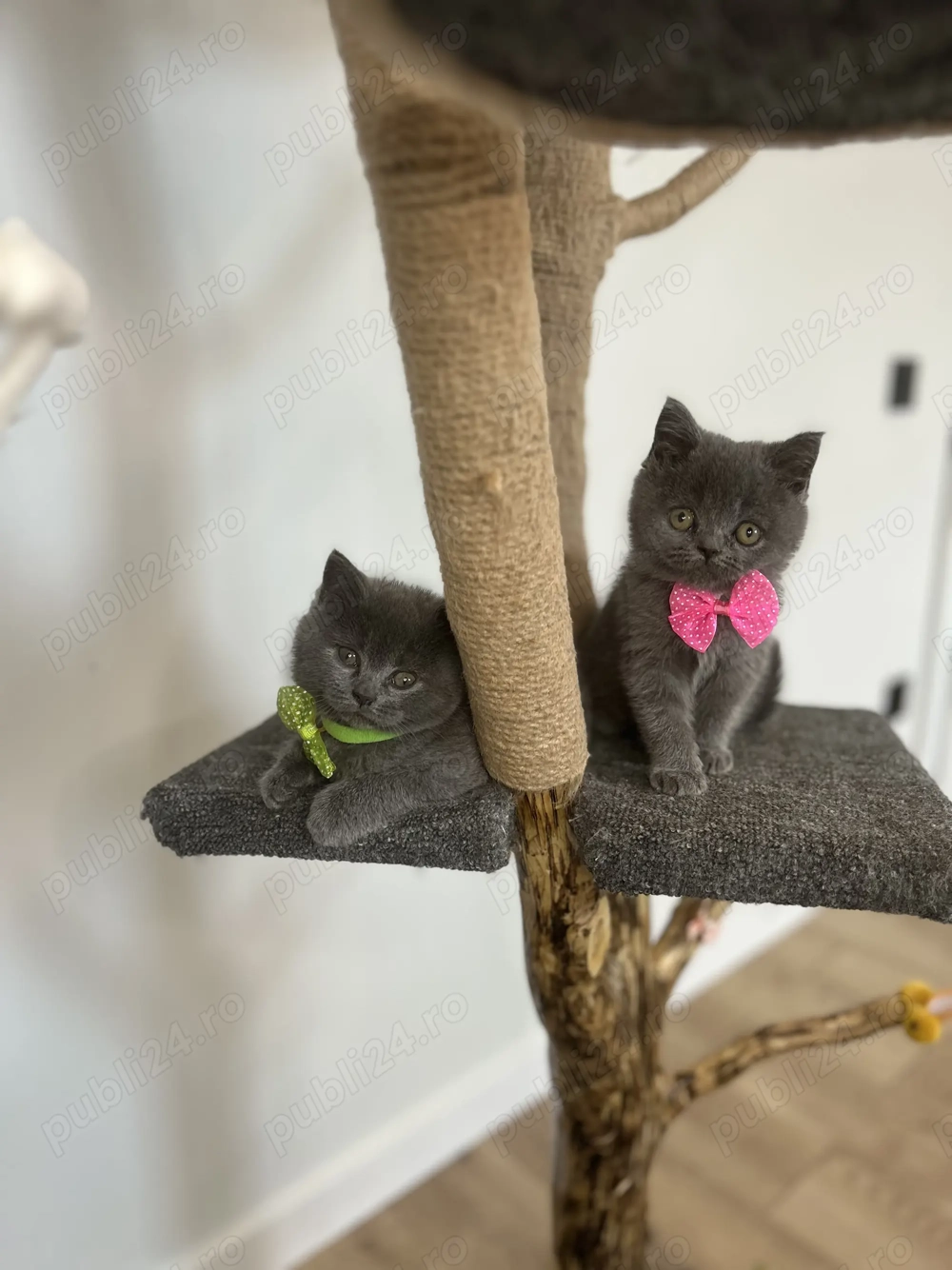 Pisicuțe British Shorthair 