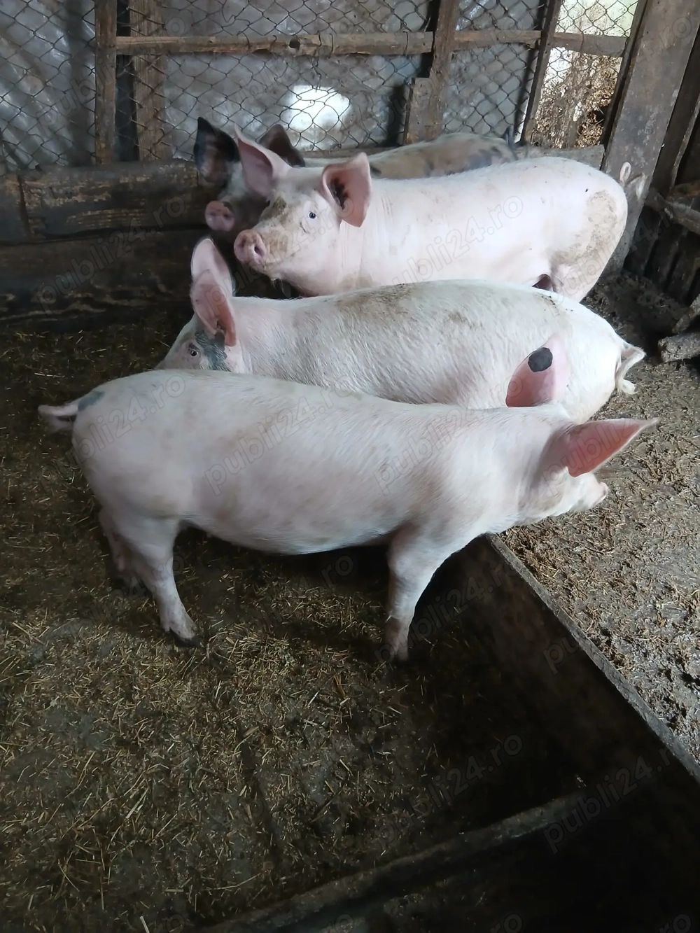 Disponibile 4 scrofițe  Disponibile 4 scrofițe