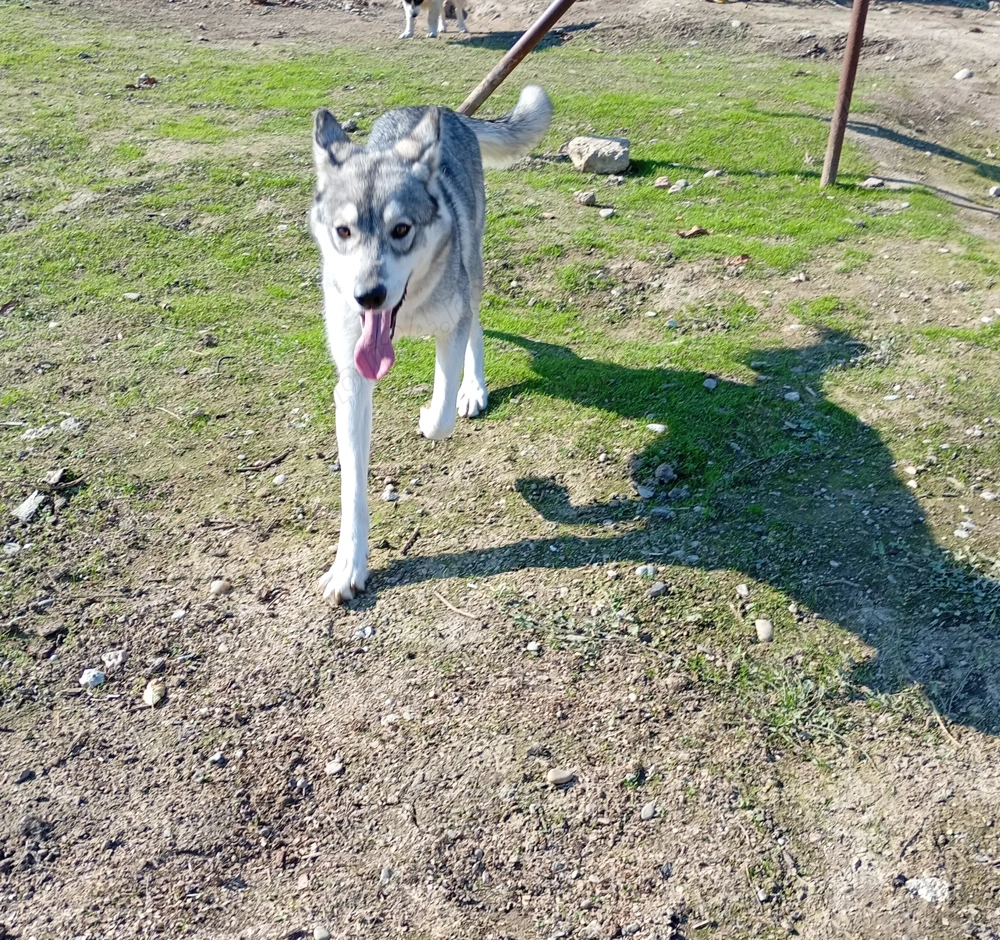 Cățel de vânzare  Cățel de vânzare