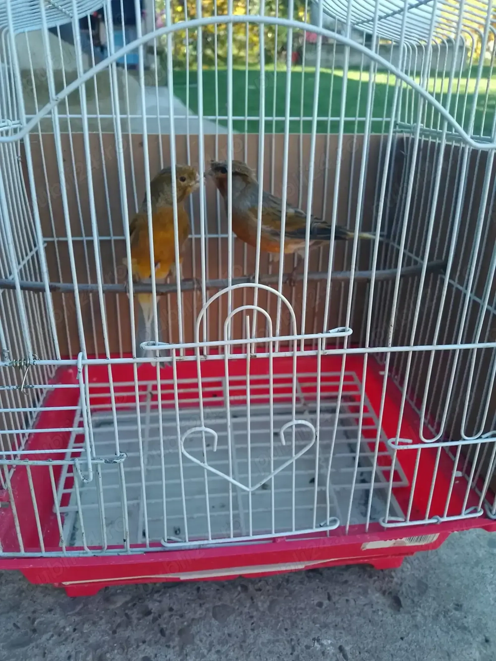 Canari de cantec Canari de cantec