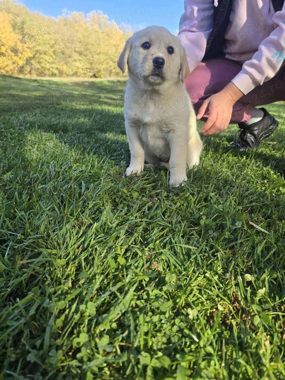 Vând  fetita labrador.