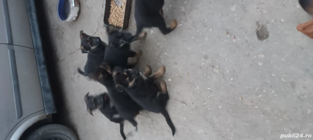 căței lup căței lup