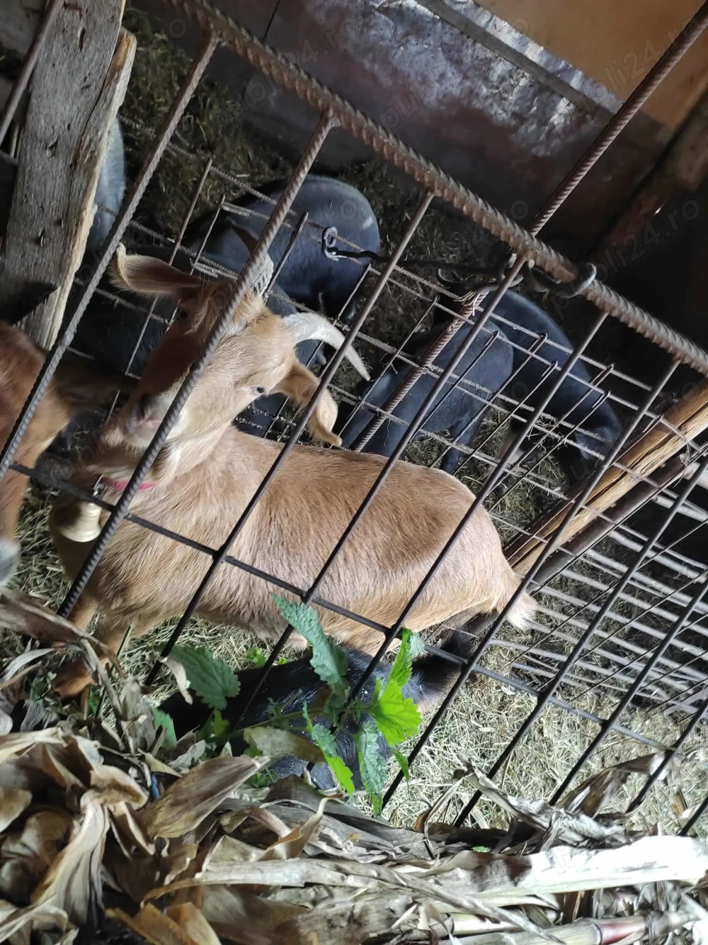 Vând capră din februarie 