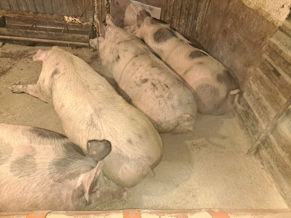 Porci de vanzare Porci de vanzare