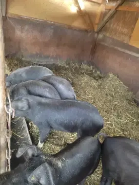 Vând porci de 9 luni sau schimb cu vițea înțărcată Vând porci de 9 luni sau schimb cu vițea înțărcată