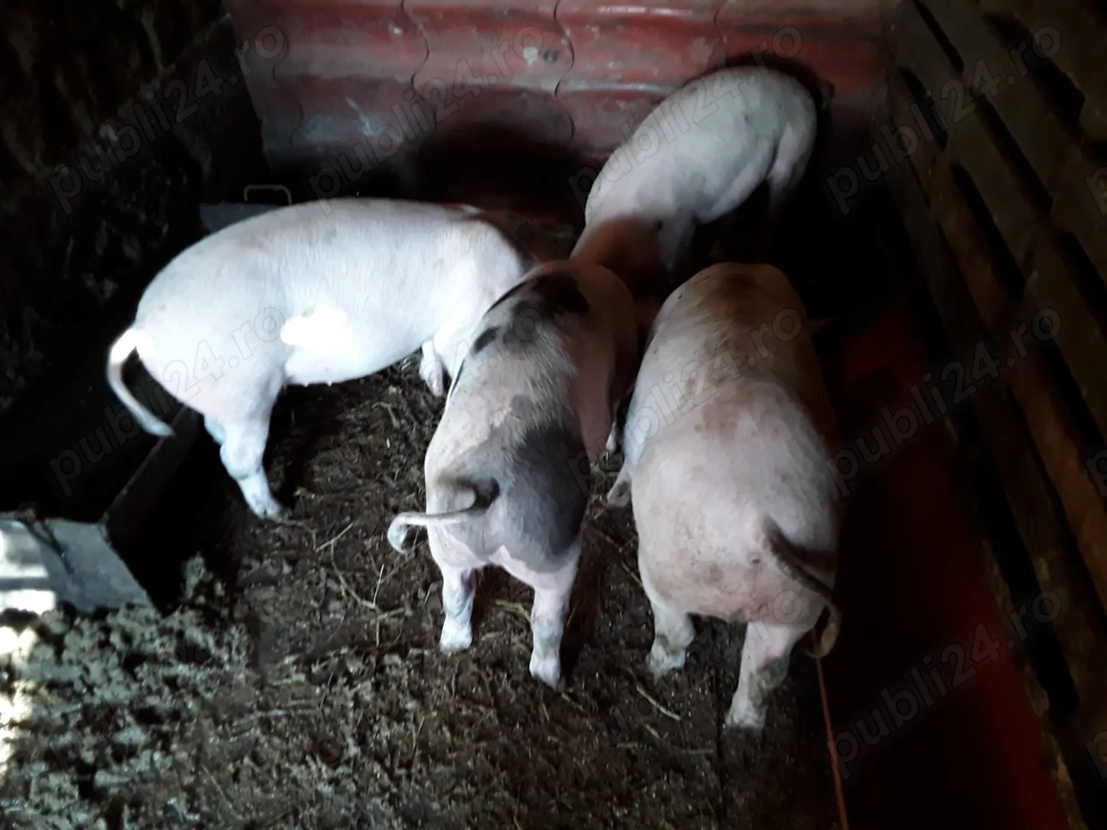 Vand soldani Vand soldani