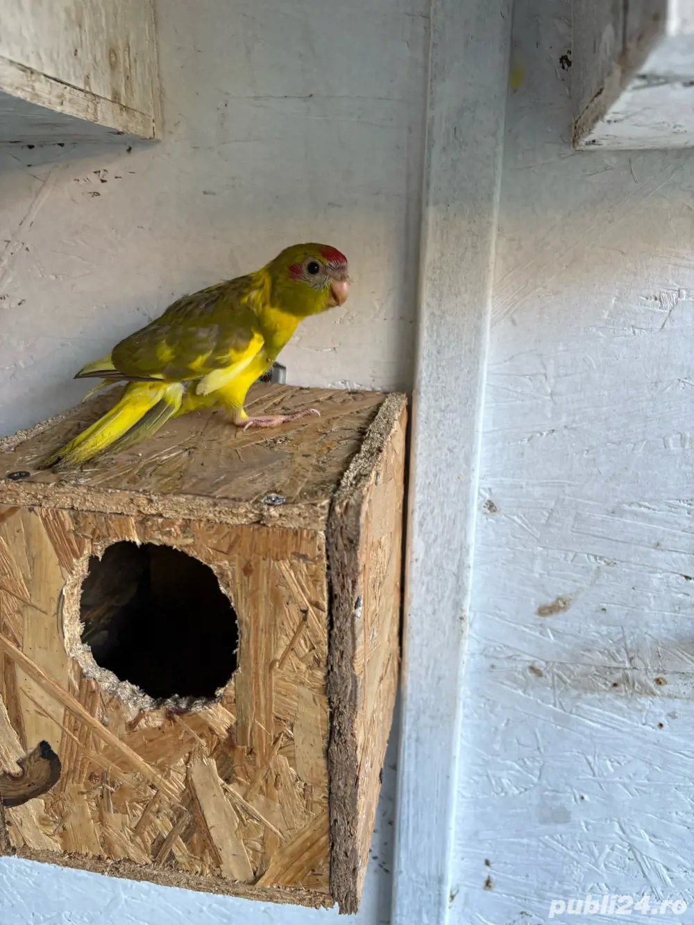 Vand Colivie cu Pui de Papagal Kakariki Vand Colivie cu Pui de Papagal Kakariki