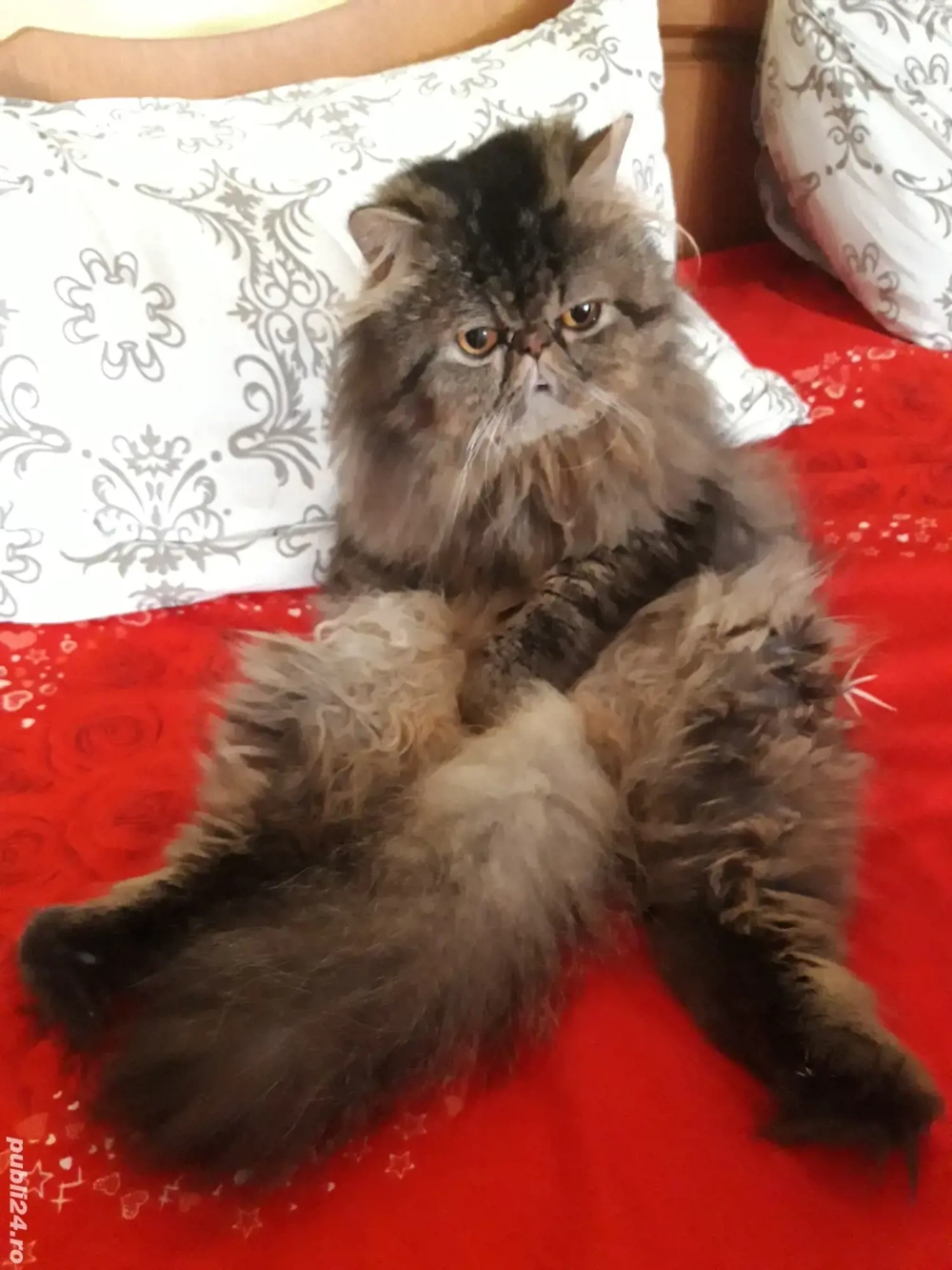 vand un motan persan vand un motan persan