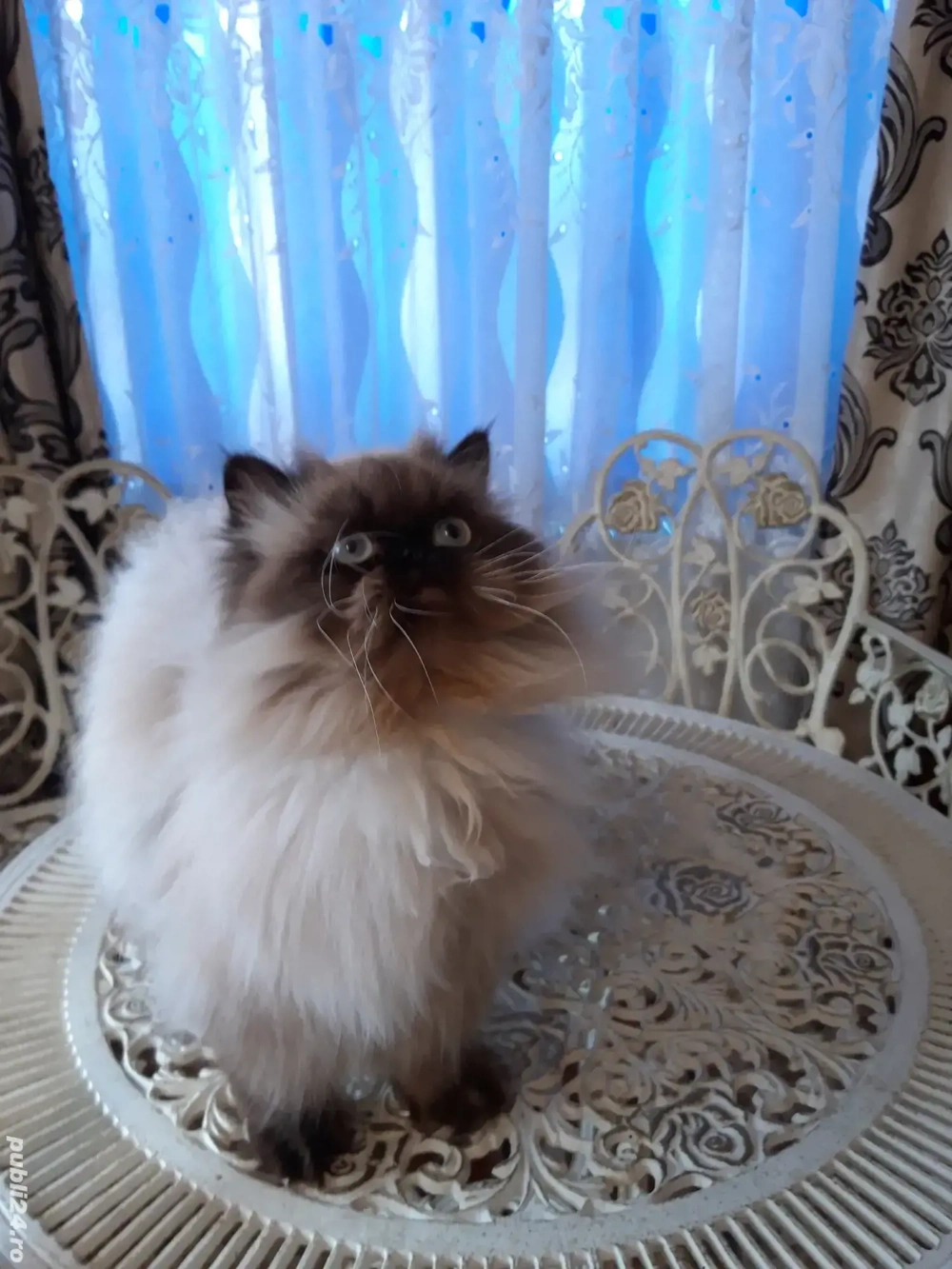 vand o pisica persana vand o pisica persana