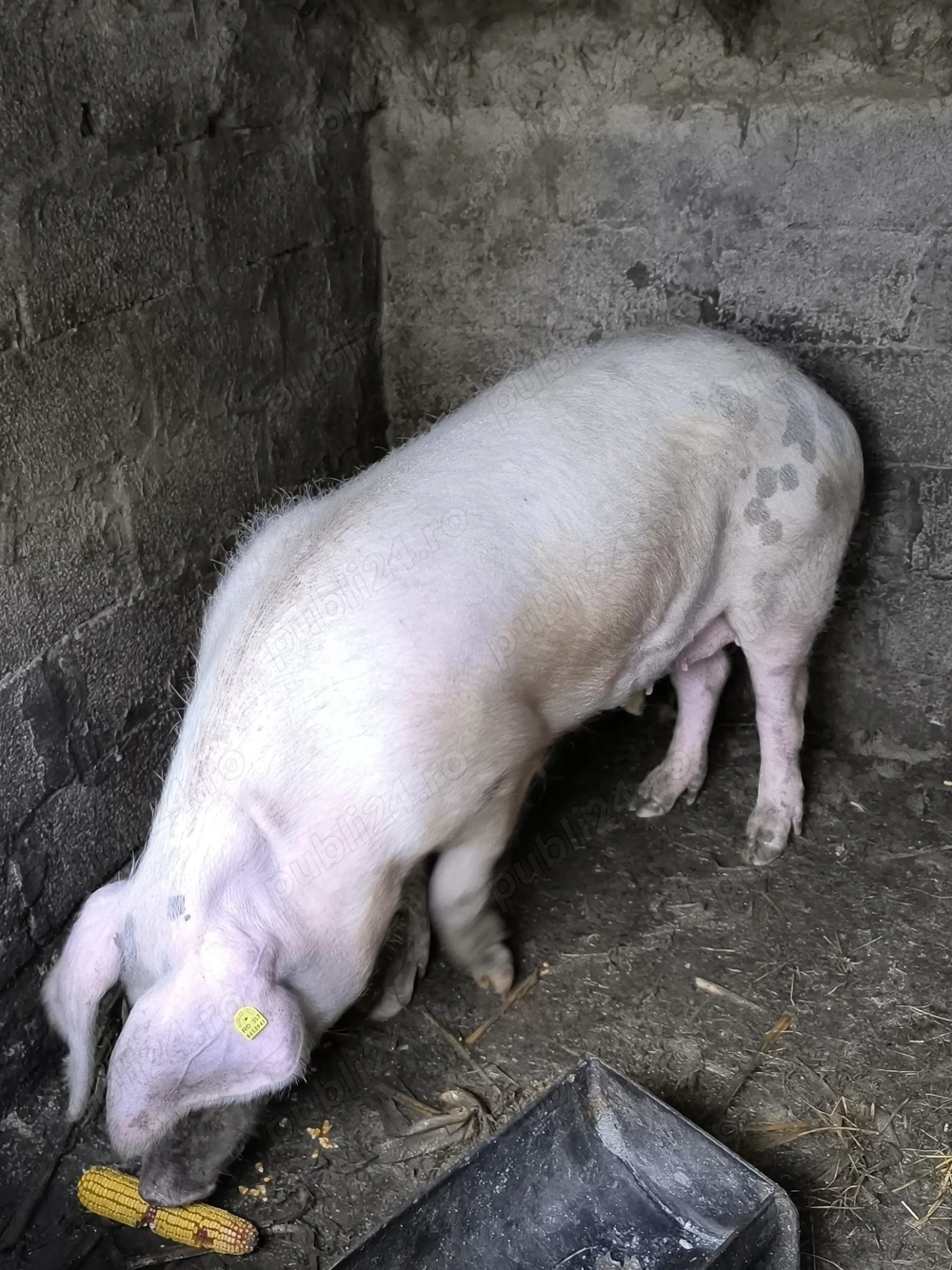 Porc de Crăciun 