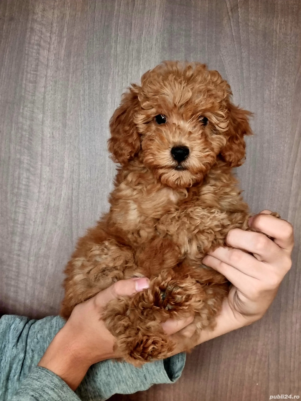 Baietel pudel  Baietel pudel