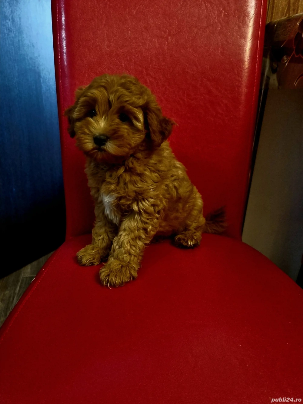 Fetita Maltipoo Fetita Maltipoo