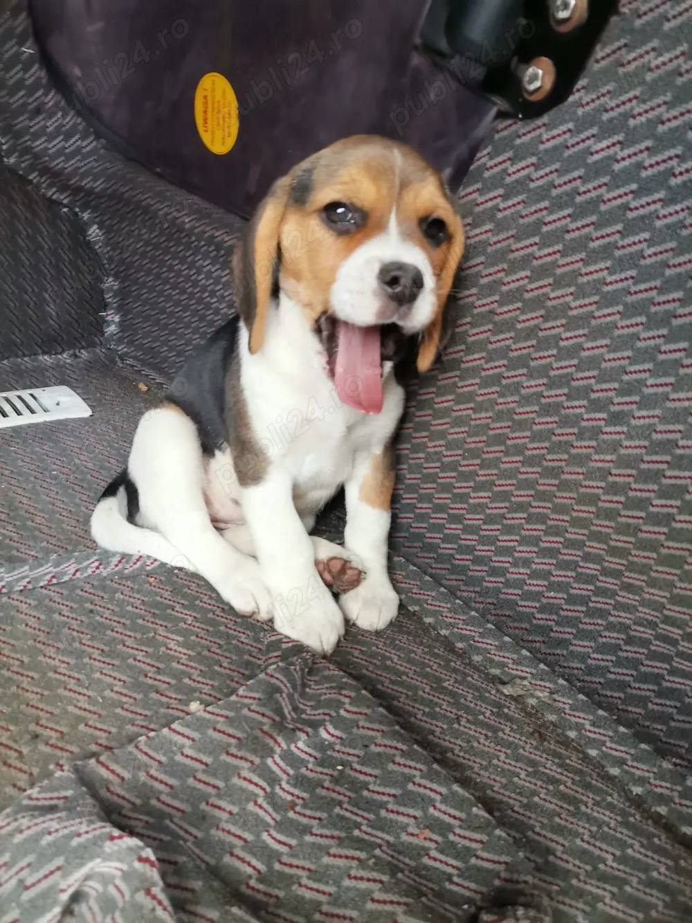 Pui Beagle trocolor Pui Beagle trocolor