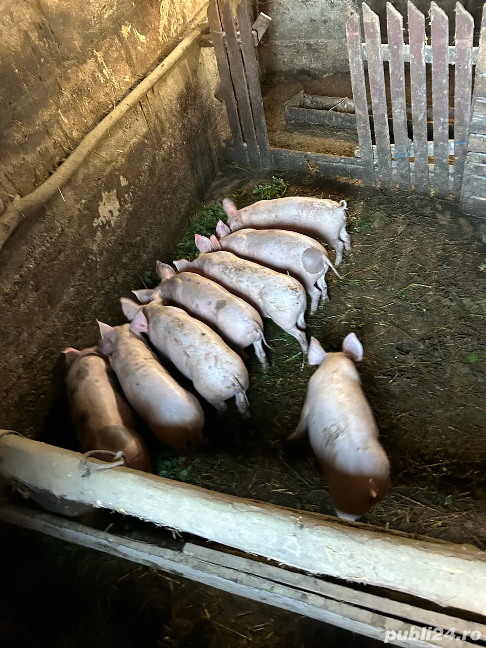 vand purcei de 12 saptamani vand purcei de 12 saptamani