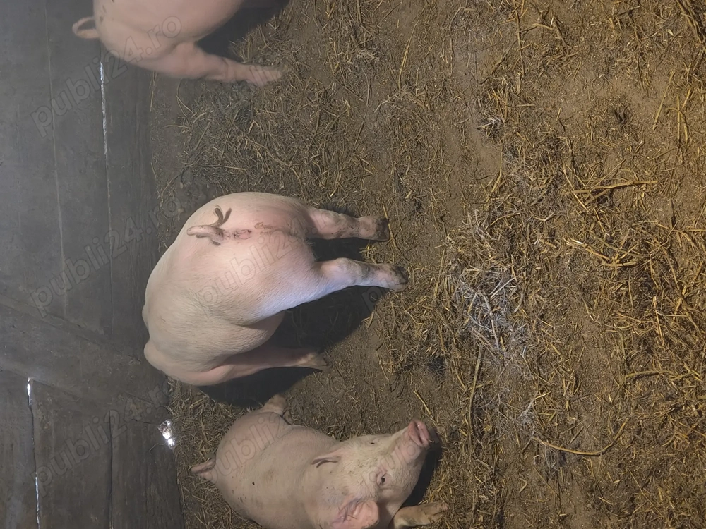 Vând purcei 12 saptamani