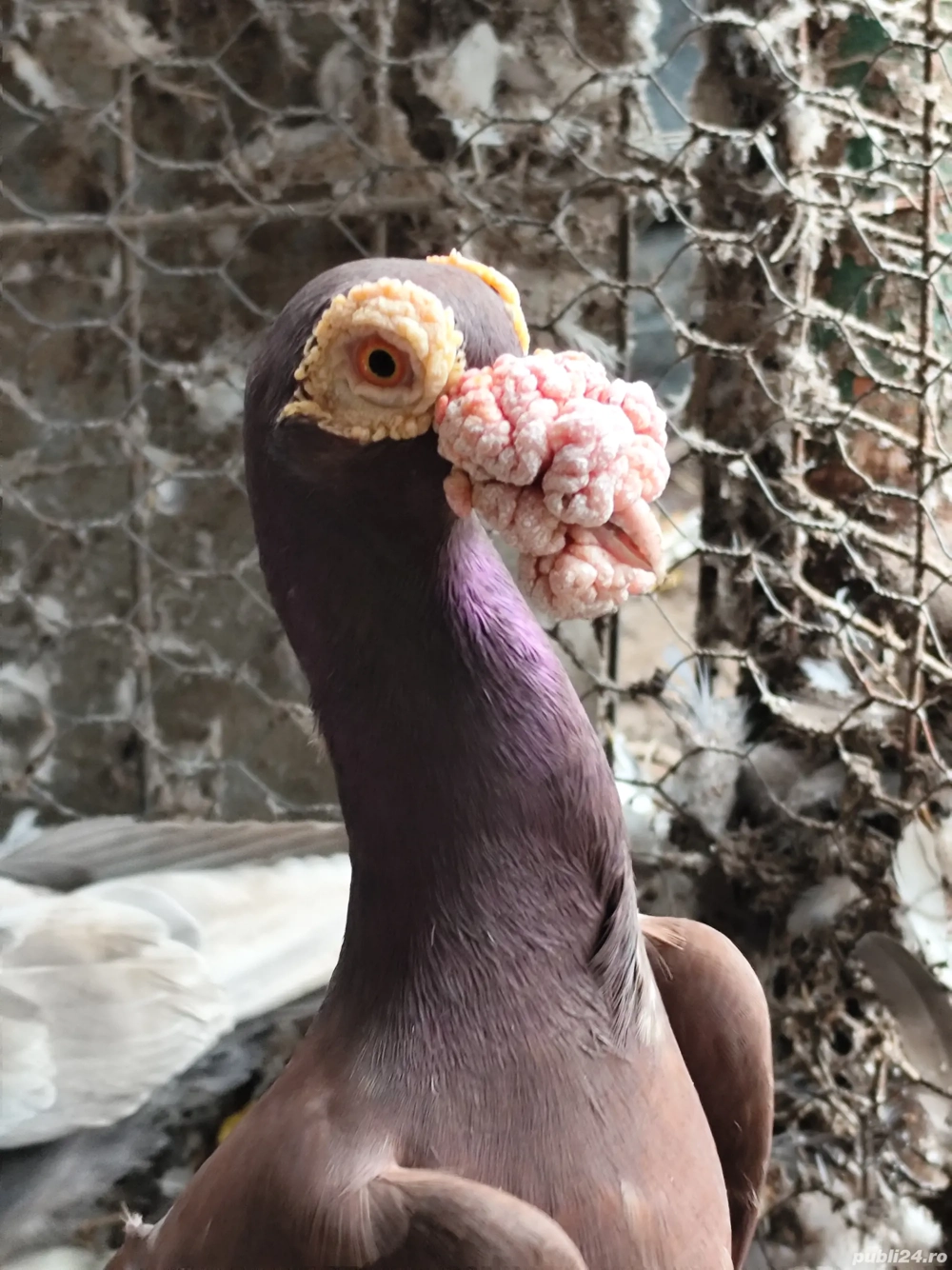 porumbei carieri porumbei carieri