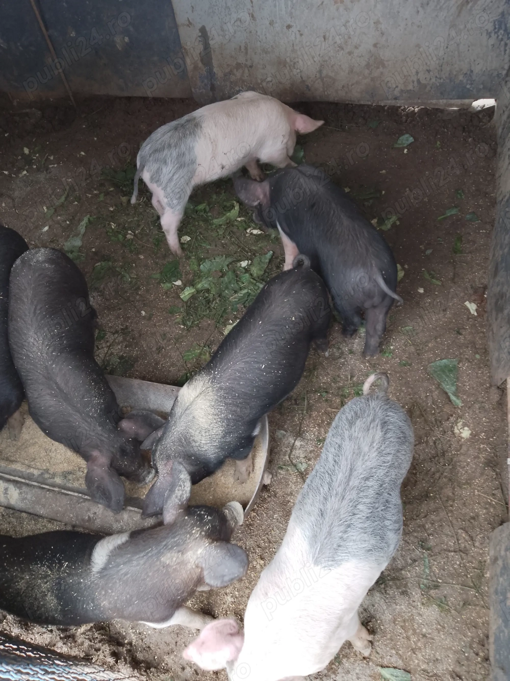 Se vinde purcei de 8 saptamina vaccinați și deparazitati Se vinde purcei de 8 saptamina vaccinați și deparazitati