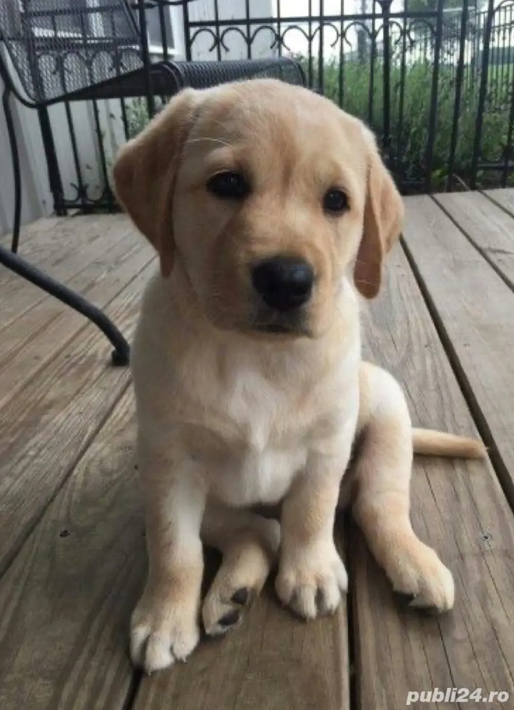 Labrador Retriver gold