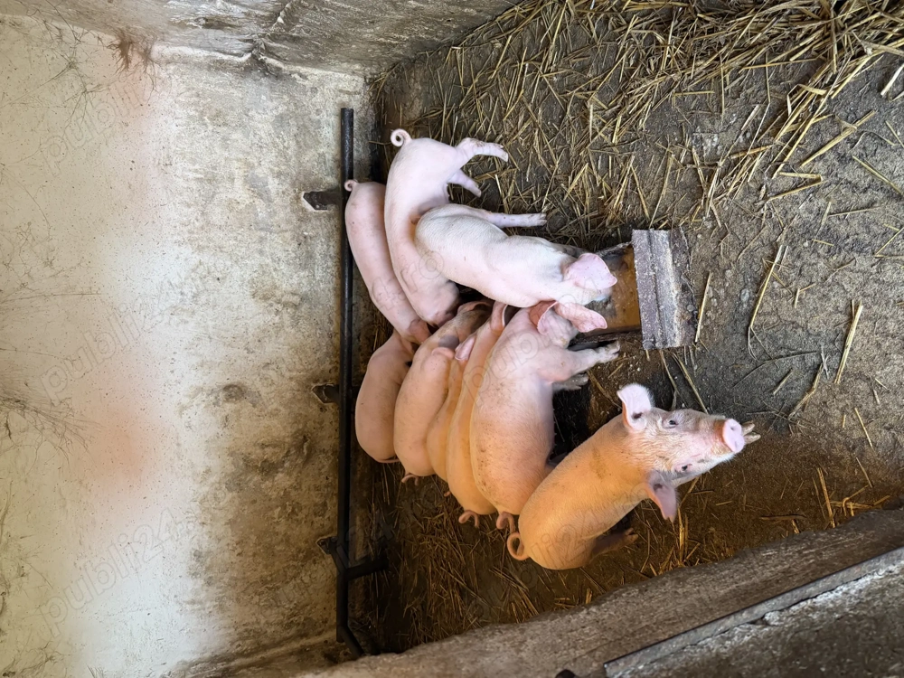 Vand purcei de carne 6 saptamani  Vand purcei de carne 6 saptamani