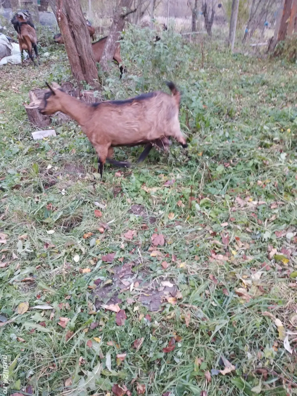 Capră alpina franceza 