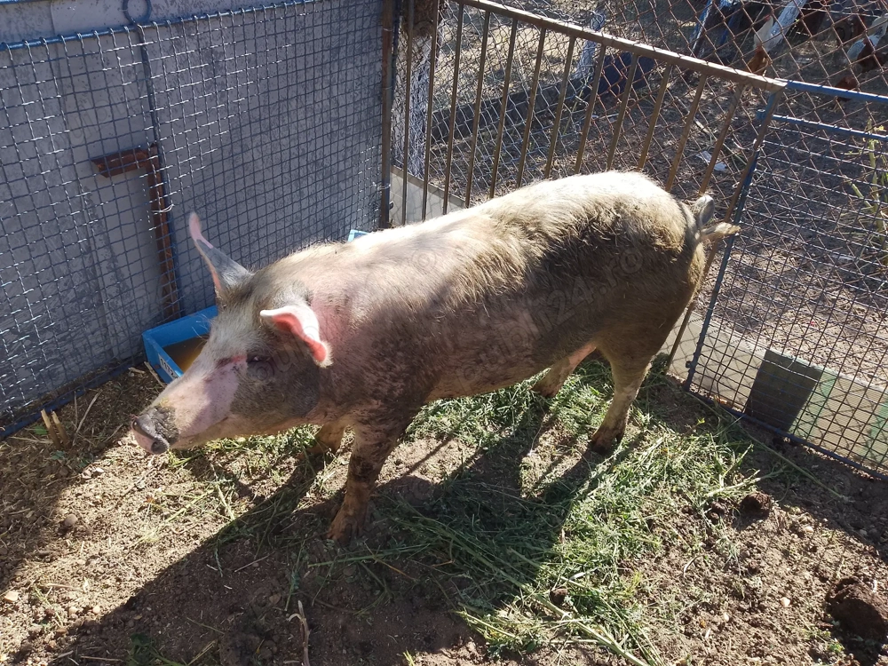 Se vinde porc de craciun Se vinde porc de craciun