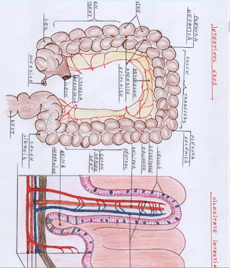 Ofer Meditații Biologie pentru BAC și ADMITERE FACULTATE