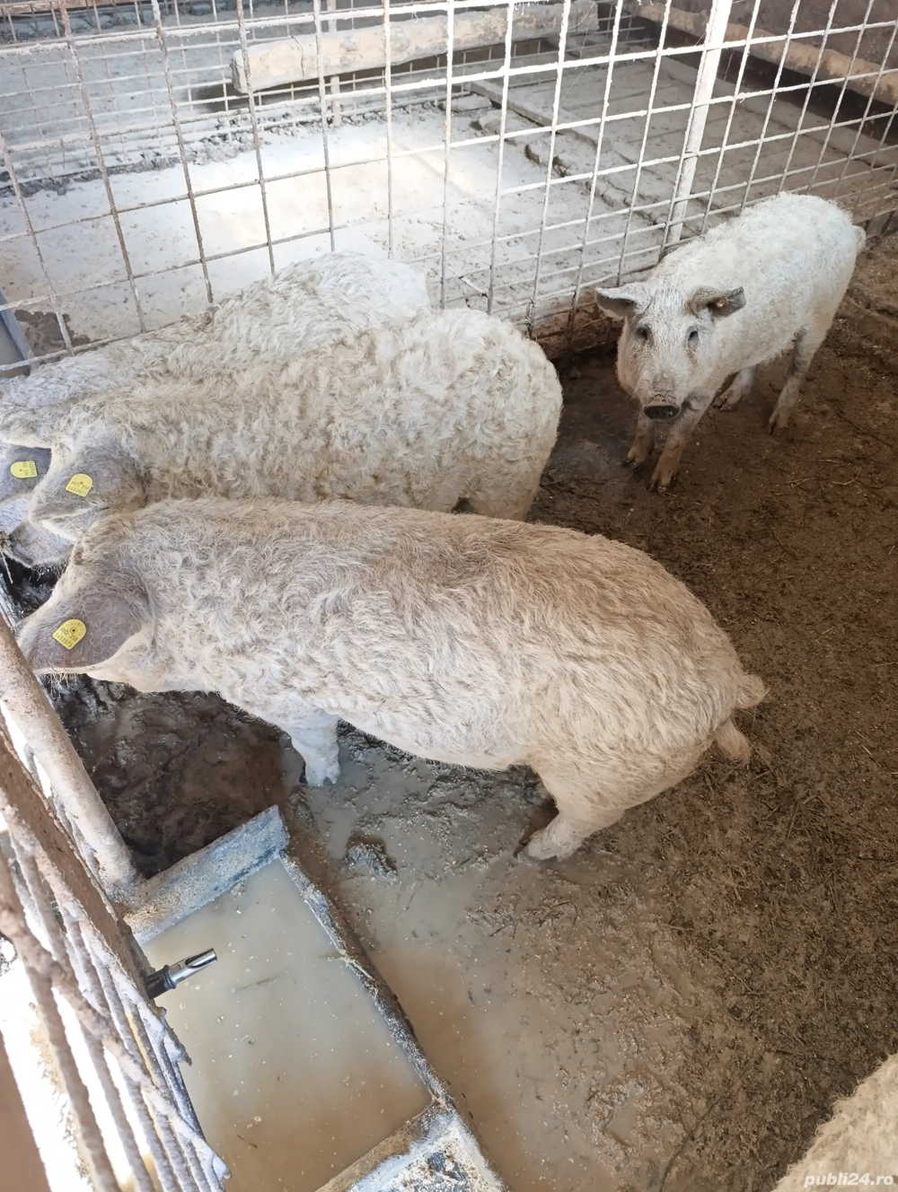 Mangalita de la 40 kg rasa pura cu origine 