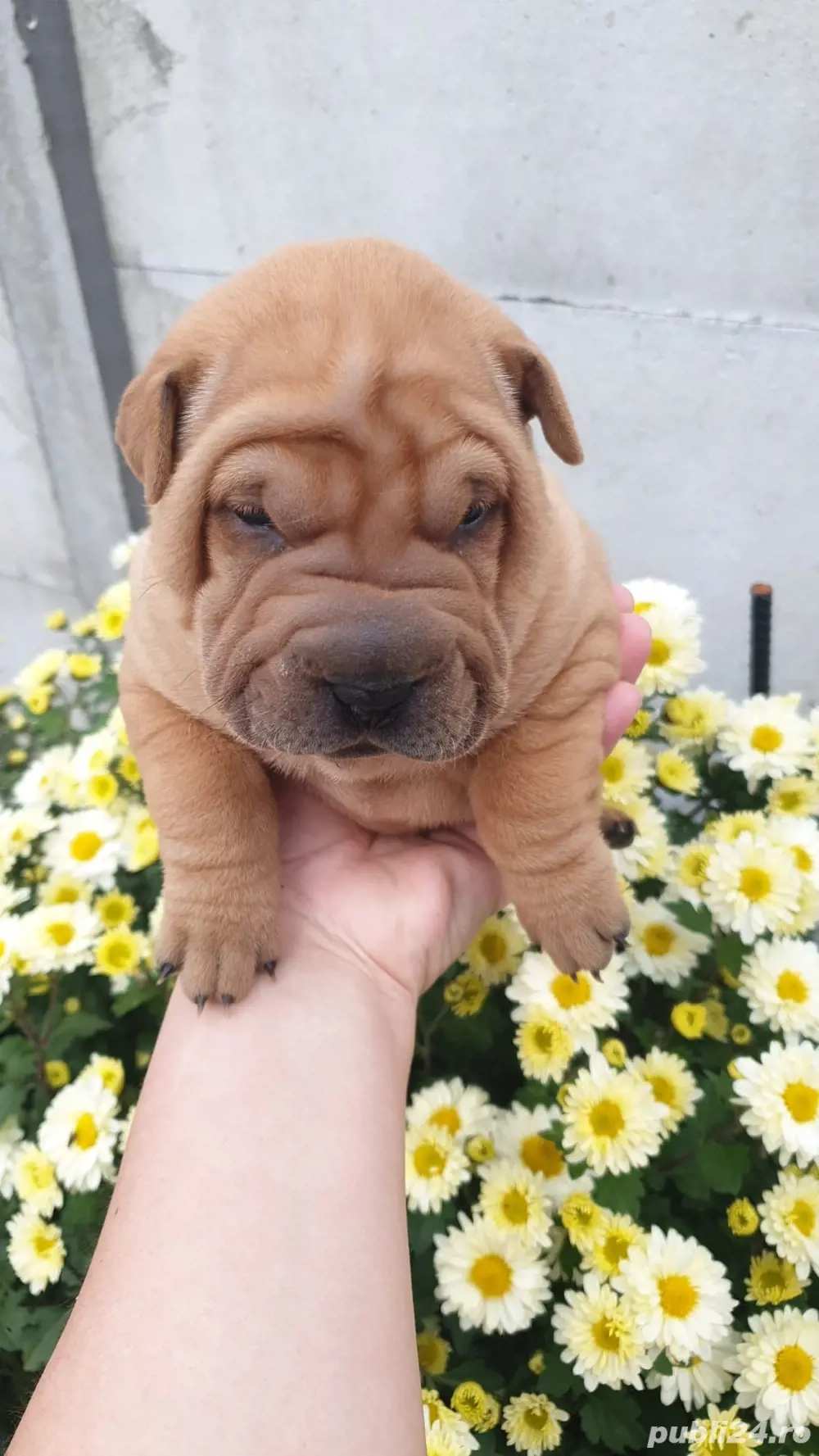 De vanzare puiuti Shar pei