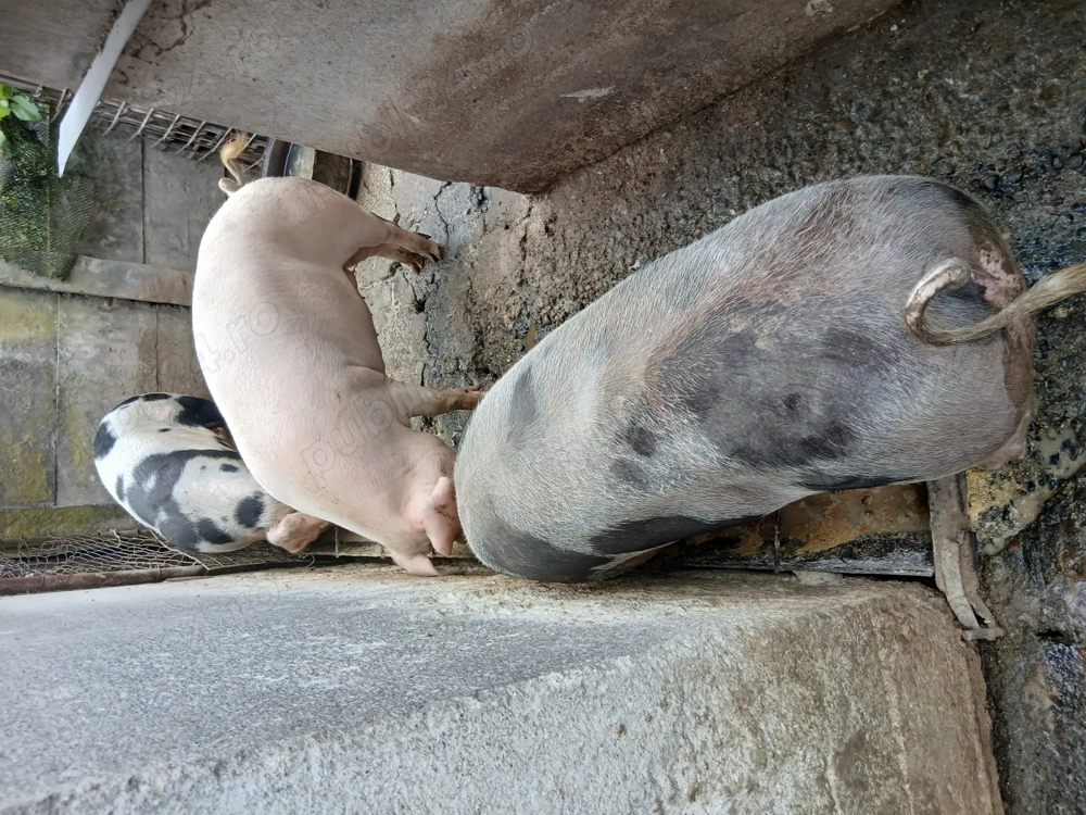 Porcii de vânzare  Porcii de vânzare