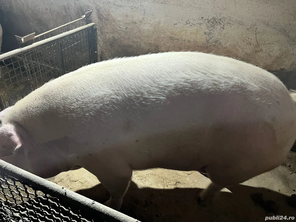 Scroafă de vânzare  Scroafă de vânzare